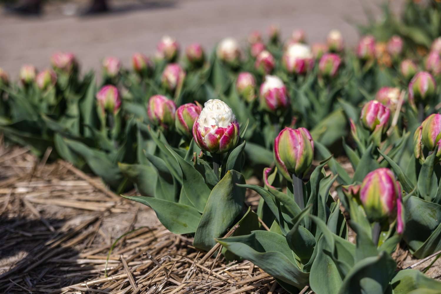Tulpe 'Ice Cream' - Tulipaner